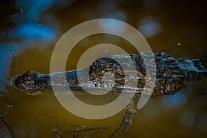 Caiman in the dark water in the Cuyabeno River, Cuyabeno Wildlife Reserve, Ecuador