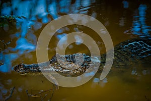 Caiman in the dark water in the Cuyabeno River, Cuyabeno Wildlife Reserve, Ecuador