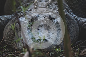 Caiman esperando a su presa. Caiman waiting for its prey photo