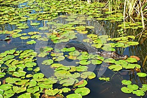 Caiman at Esteros del Ibera