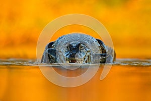 Caiman with evening orange sun, Yacare Caiman, crocodile in the river surface, animal in the water, face to face, nature habitat,