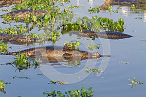 Caiman floating on Pantanal, Brazil photo