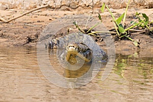 Caiman floating on Pantanal, Brazil photo