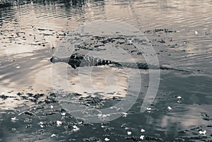 Caiman floating on the surface of the water in Esteros del Ibera, Argentina