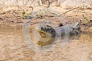 Caiman floating on Pantanal, Brazil photo