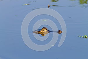 Caiman floating on Pantanal, Brazil photo