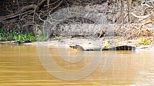 Caiman floating on Pantanal, Brazil photo