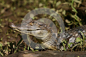 Caiman Gator3 photo