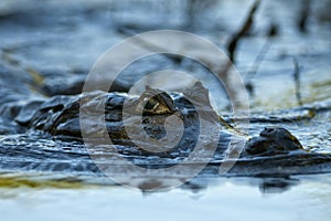 A caiman glides silently on the river