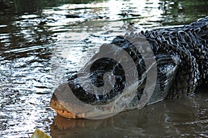 Caiman head at Madidi National Park, Bolivia