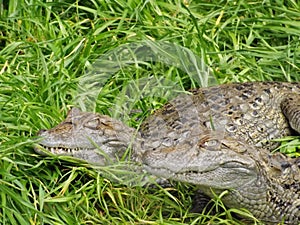 Caiman Latirostris