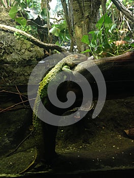 Caiman Lizard.