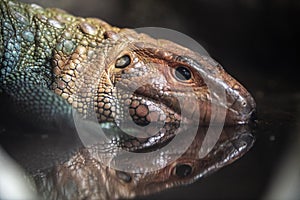 Caiman Lizard close up