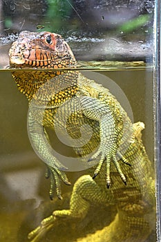 Caiman Lizard swimming in the water aquarium