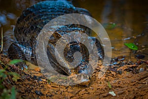 Caiman in the muddy water on the bank of the Cuyabeno River, Cuyabeno Wildlife Reserve, Ecuador