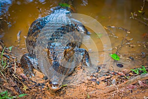 Caiman in the muddy water on the bank of the Cuyabeno River, Cuyabeno Wildlife Reserve, Ecuador