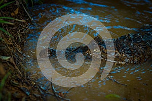 Caiman in the muddy water on the bank of the Cuyabeno River, Cuyabeno Wildlife Reserve, Ecuador