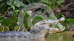 Caiman with open mouth in the water. The yacare caiman Caiman yacare, also known commonly as the jacare caiman. Side view. photo