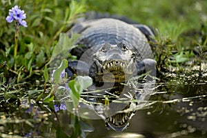 A caiman on the shore of a lagoon. Argentina