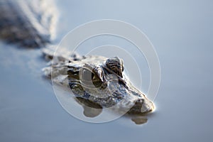 Caiman in still water at Madidi near Rurrenabaque, Bolivia