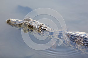 Caiman in still water at Serere Reserve Madidi in, Bolivia