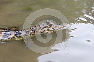 Caiman in still water at Serere Reserve Madidi in, Bolivia