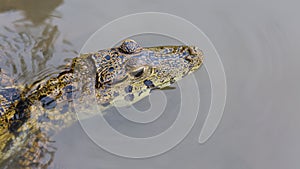 Caiman in still water at Serere Reserve Madidi in, Bolivia