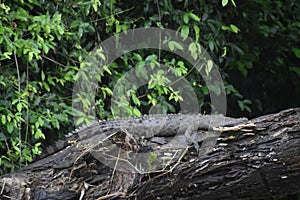 Caiman sunning on a tree in Costa Rica