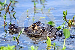 Caiman swimming, Ibera National Reserve, Argentina