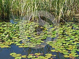 Caiman swimming in lake at Esteros del Ibera