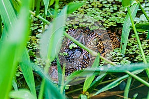 Caiman in Tortuguero National Park, Costa Ri