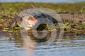 The caiman waiting on the edge of the river its prey