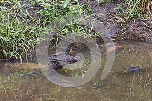 Caiman at Water in Puyo Zoo, Ecuador