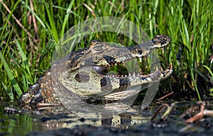 Caiman in the water.The yacare caiman Caiman yacare, also known commonly as the jacare caiman. Side view. Natrural habitat. photo