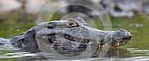 Caiman in the water. The yacare caiman Caiman yacare, also known commonly as the jacare caiman. Side view. Natrural habitat. photo
