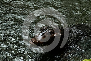 Caiman in the water. The yacare caiman also known commonly as the jacare caiman photo