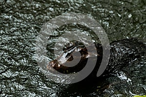 Caiman in the water. The yacare caiman