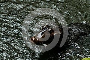 Caiman in the water. The yacare caiman, also known commonly as the jacare caiman photo