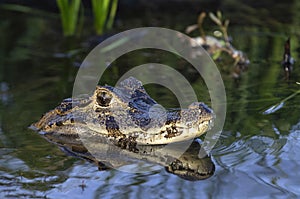 Caiman in the water.The yacare caiman Caiman yacare, also known commonly as the jacare caiman. Side view. Natrural habitat. photo