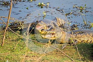 caiman which heats up in the morning sun