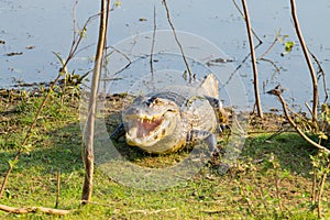 caiman which heats up in the morning sun