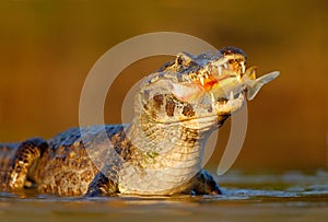 Caiman, Yacare Caiman, crocodile with fish in mouth with evening sun, in the river, Pantanal, Brazil