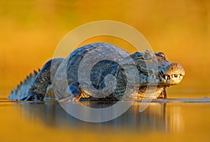 Caiman, Yacare Caiman, crocodile in the river surface, evening yellow sun, Pantanal, Brazil