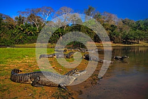 Caiman, Yacare Caiman, crocodiles in the river surface, evening with blue sky, animals in the nature habitat. Pantanal, Brazil