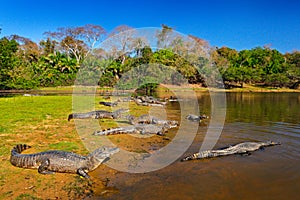 Caiman, Yacare Caiman, crocodiles in river surface, evening with blue sky, animals in the nature habitat. Pantanal, Brazil. Caiman