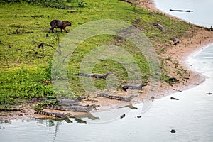 Caimans In The Pantanal Brazil