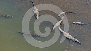 Caimans in the river