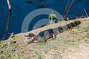 Caimans, in the South Pantanal of Brazil