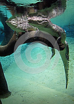 Caimans view from the water in Wroclaw zoo