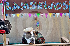 Caipirana Bulldog Free Kissing Booth at the Canine June Party